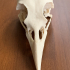 American Crow Skull print image
