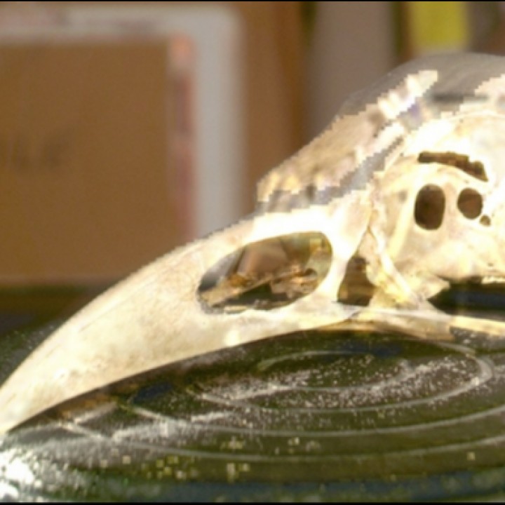 American Crow Skull image