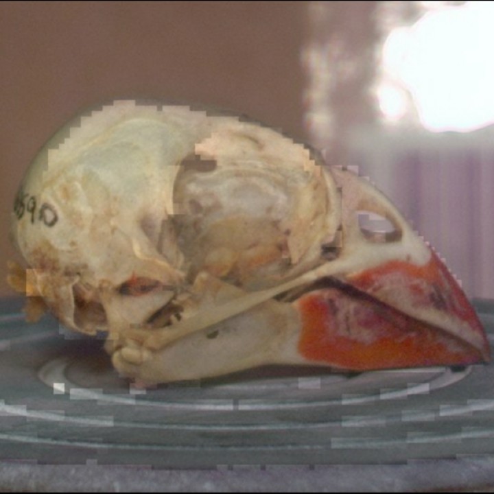 Female cardinal skull image