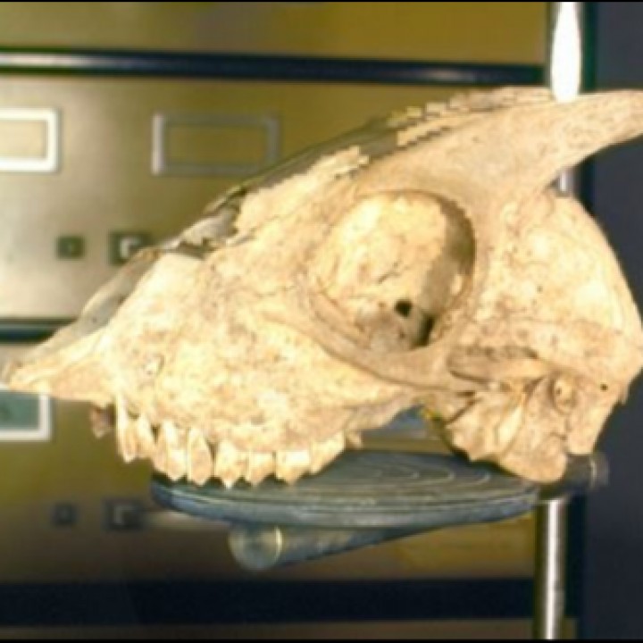 Pygmy goat skull image