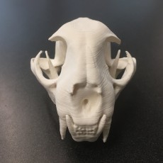 Picture of print of Bobcat Skull