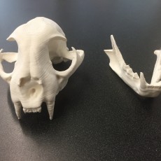 Picture of print of Bobcat Skull