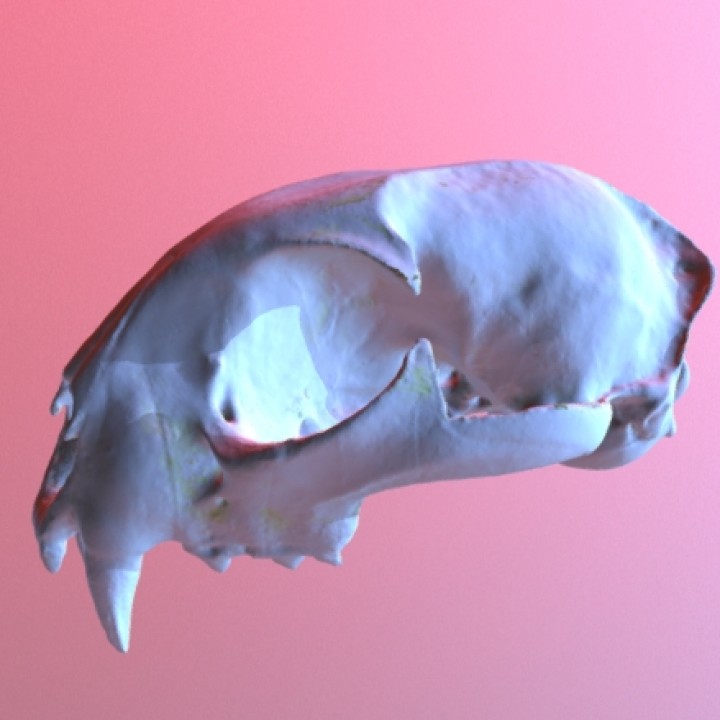Bobcat Skull image
