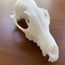 Picture of print of Red Fox Skull