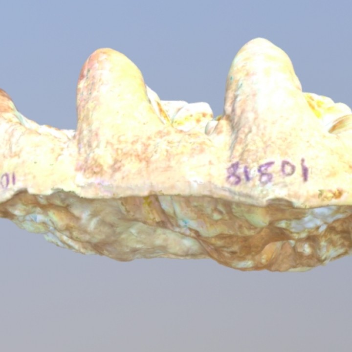 USNM V 10818 Cuvieronius molar image