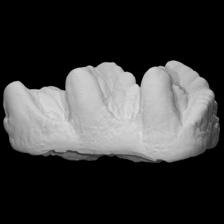 USNM V 10818 Cuvieronius molar image