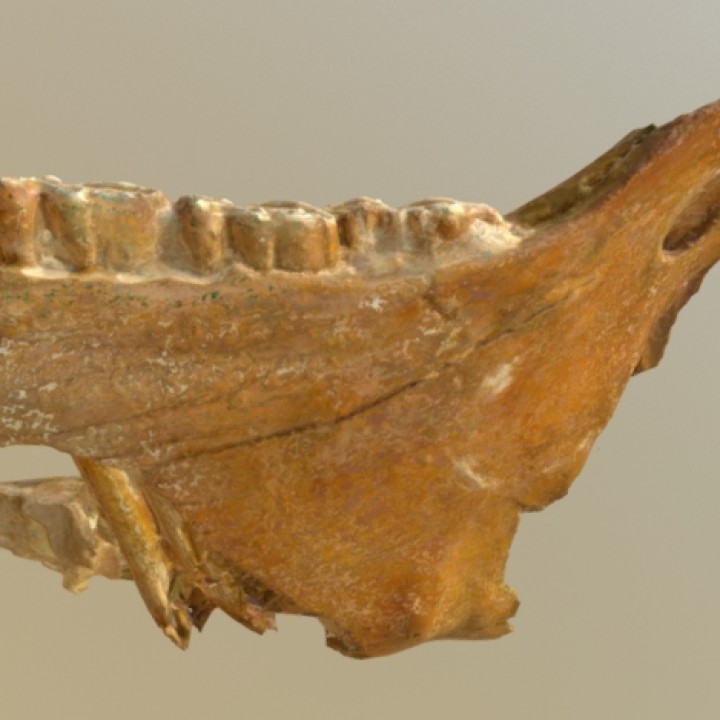 Equus lambei mandible image