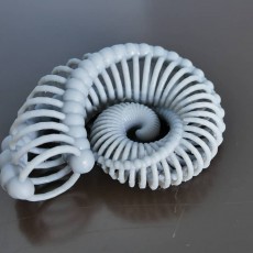 Picture of print of Bone Nautilus