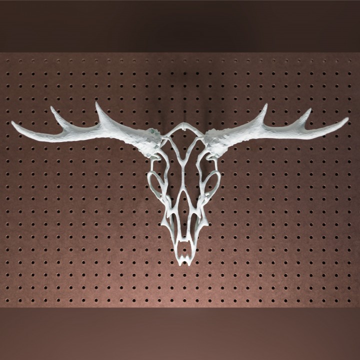 Wire Skull // Deer image