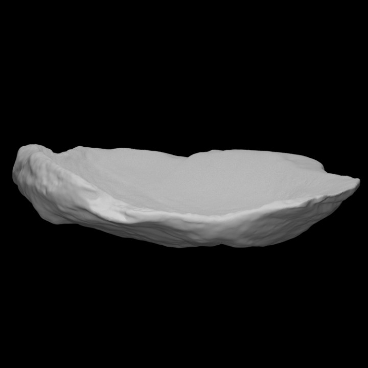 Oyster Shell image