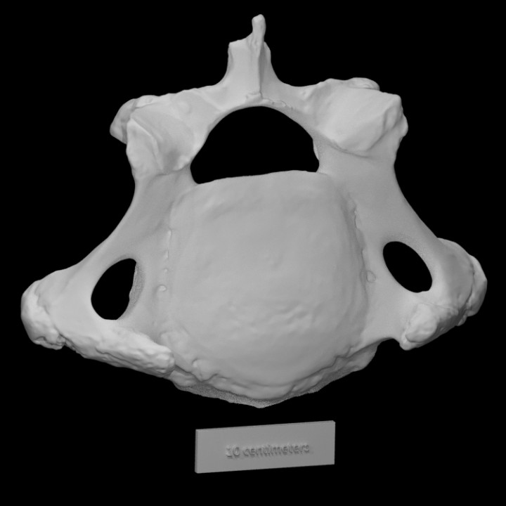 Pirello Mastodon Cervical Vert image