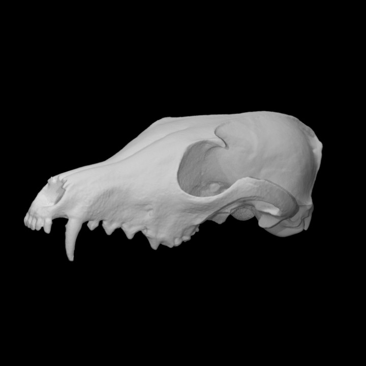 Red Fox Skull image