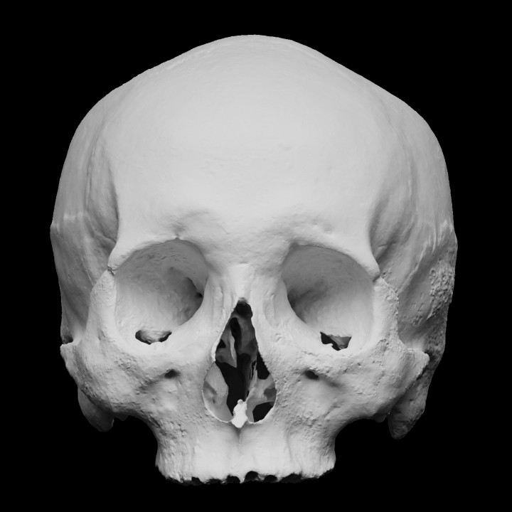 Human skull image