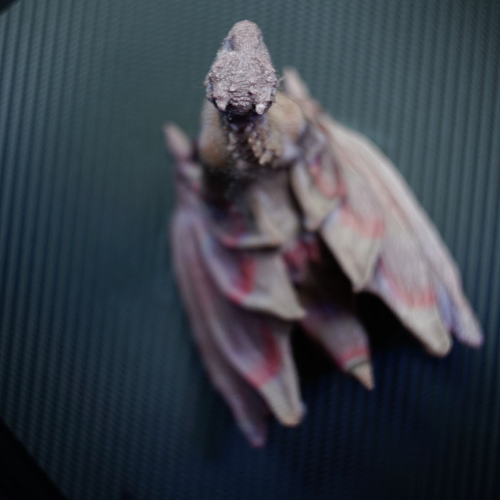 DROGON FROM "GAME OF THRONES" [Pose Remix] image