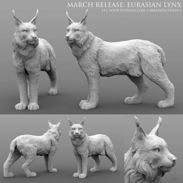 Eurasian Lynx image