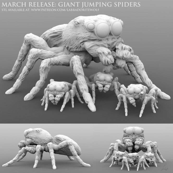 Giant Jumping Spiders image