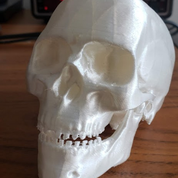 3D Printable High Detail Skull by Brian Rosner