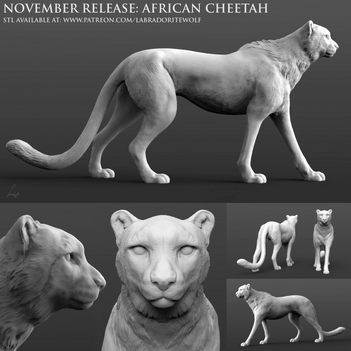 African Cheetah image