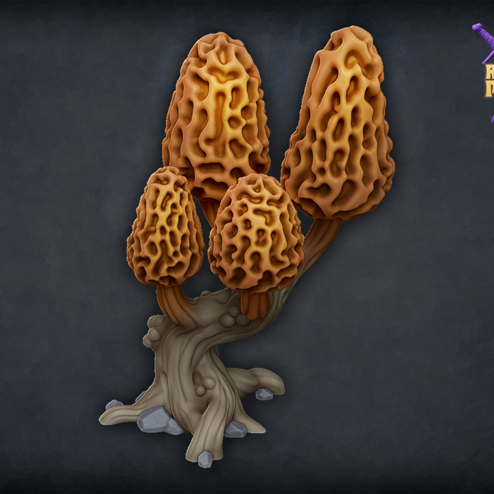 Morel mushroom tree image