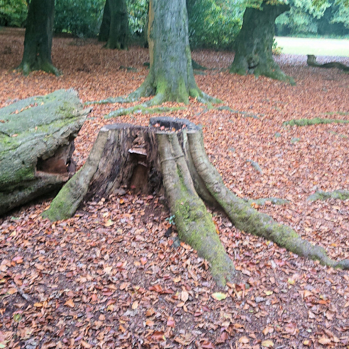 Tree stump on Lickey Hill image