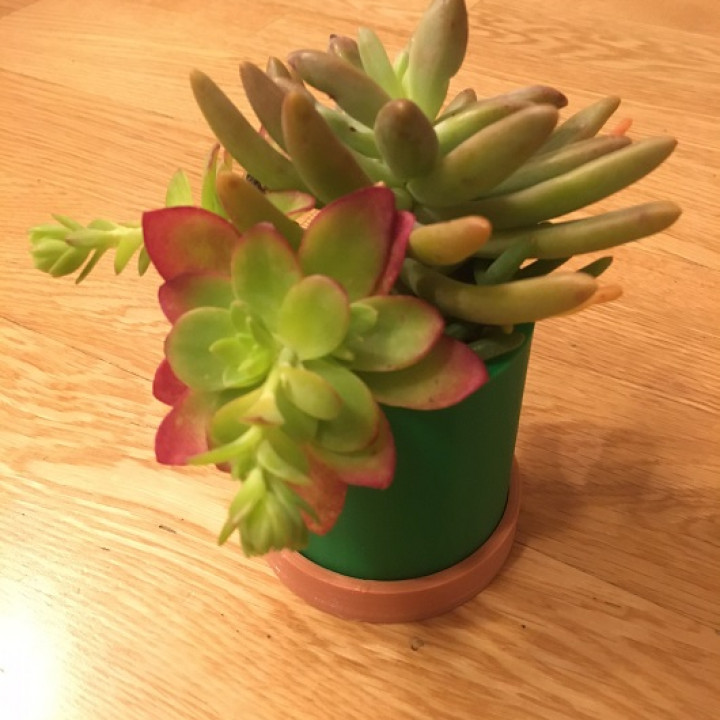 Succulent pot image