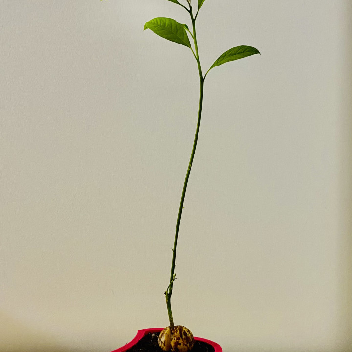 Heart Shape Self-watering Pot