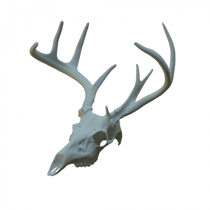 Deer Skull Scan image