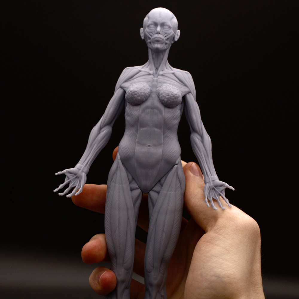 3D Printable Female Echorche - Anatomy Reference Figure (Pre-Supported) by  Fynn Große-Bley, image size:1000x1000
