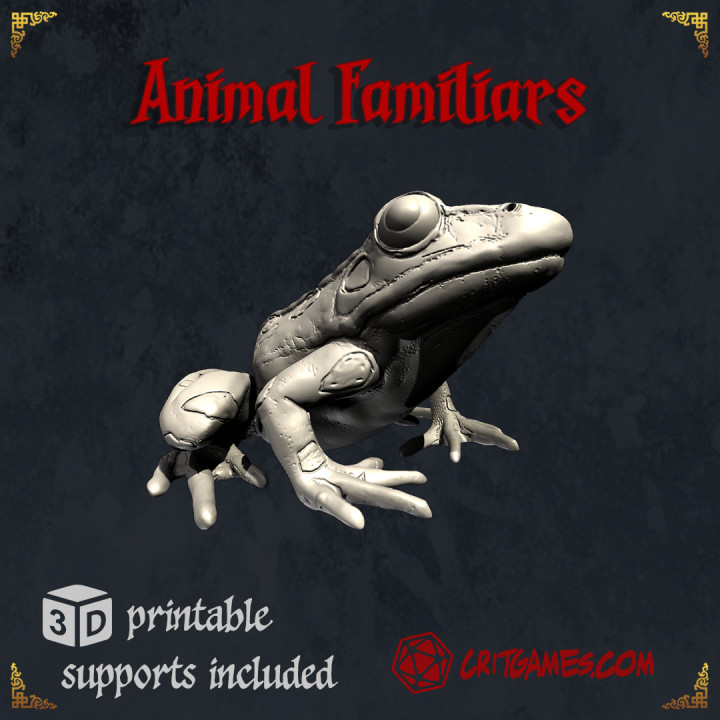 Frog Animal Familiar image