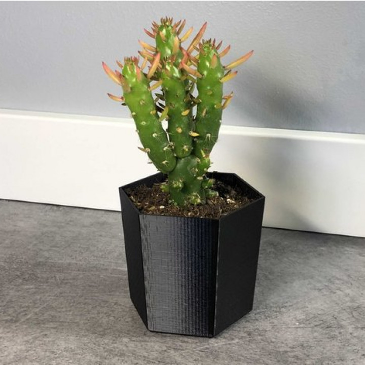 Mini-cactus pot image
