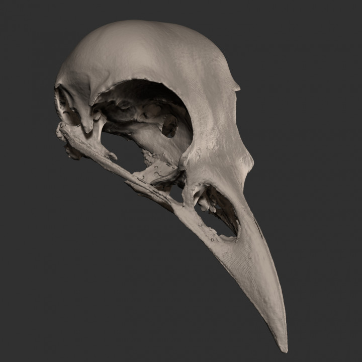 raven skull STL image