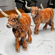Picture of print of Highland Cow (pre-supported)