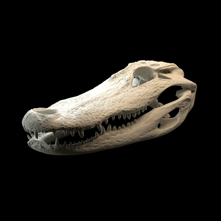 Alligator Skull image