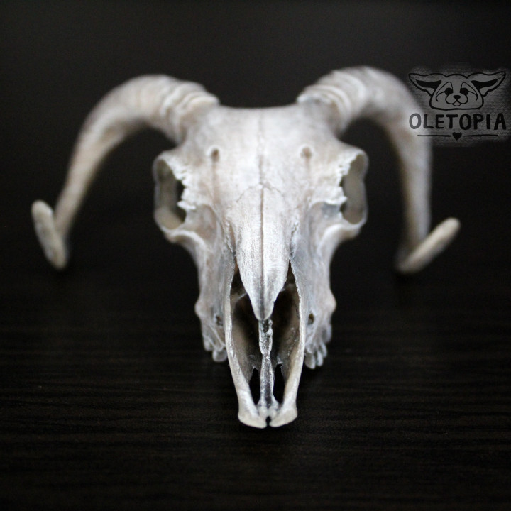 Ram skull image