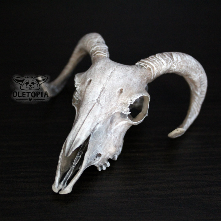 Ram skull image