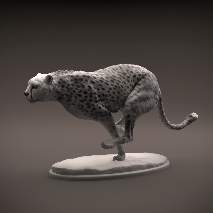 Cheetah running image