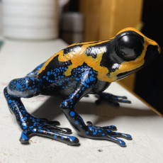 Picture of print of Dart Frog
