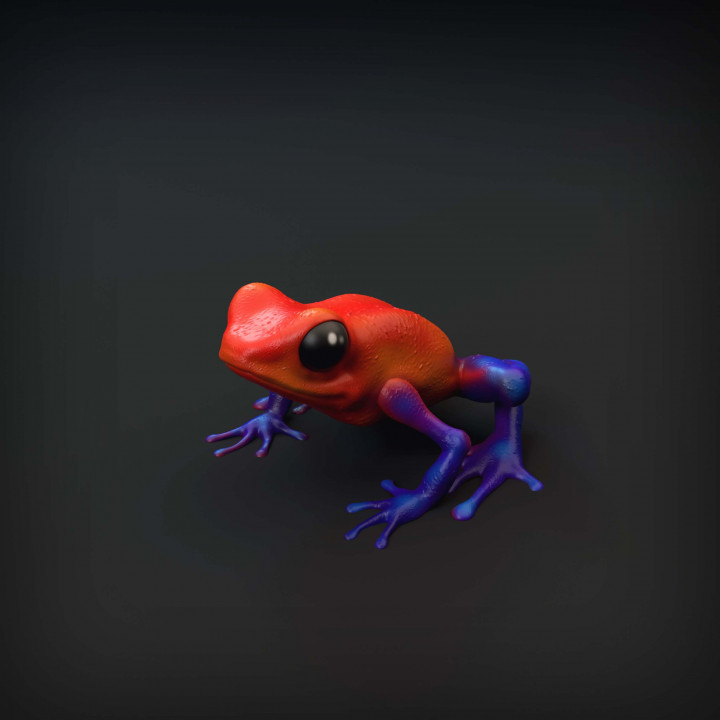 Dart Frog image