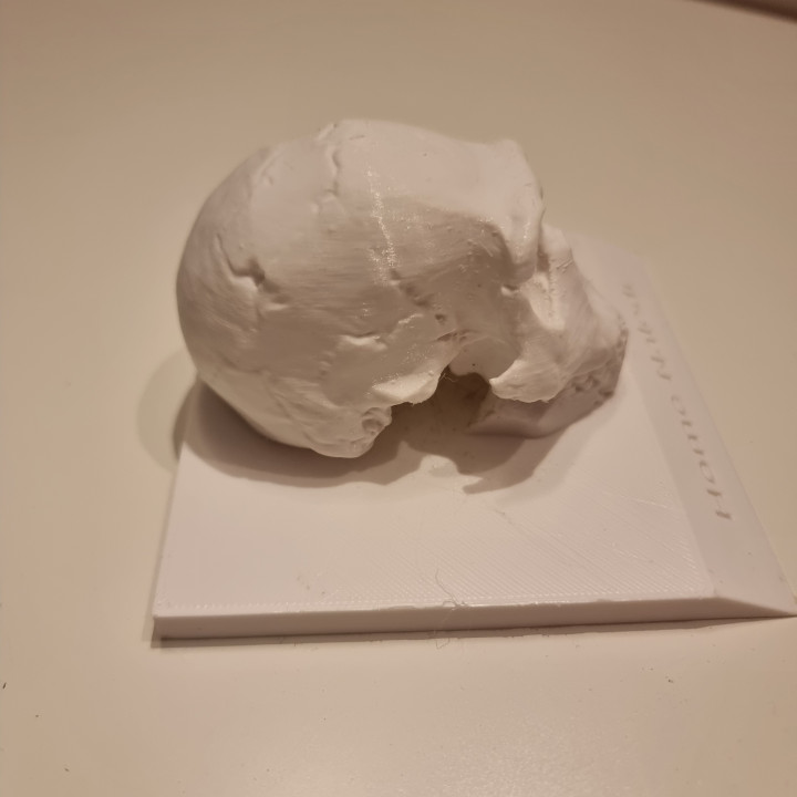 Homo Naledi Skull Bust - Figure image