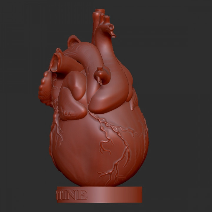 HUMAN HEART image