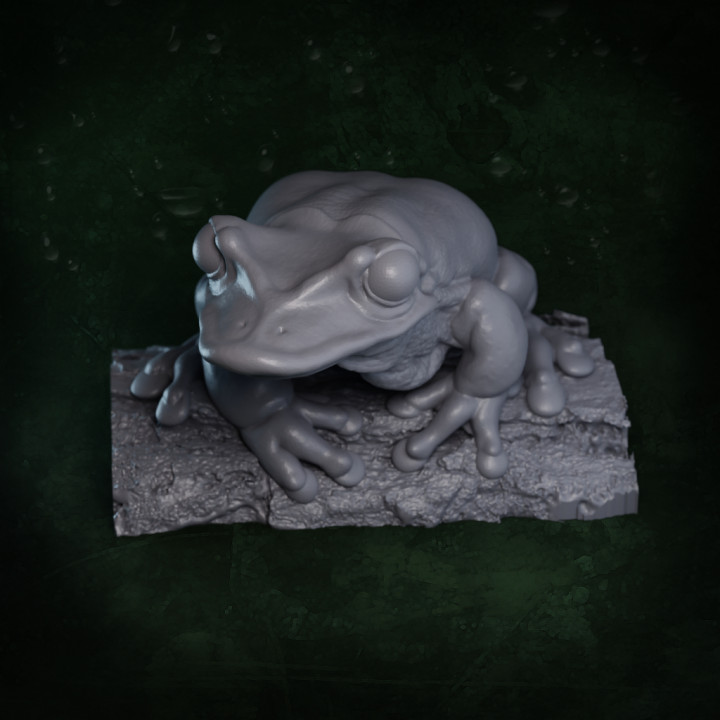 Yucatan Casque-Headed Tree Frog Triprion petasatus image