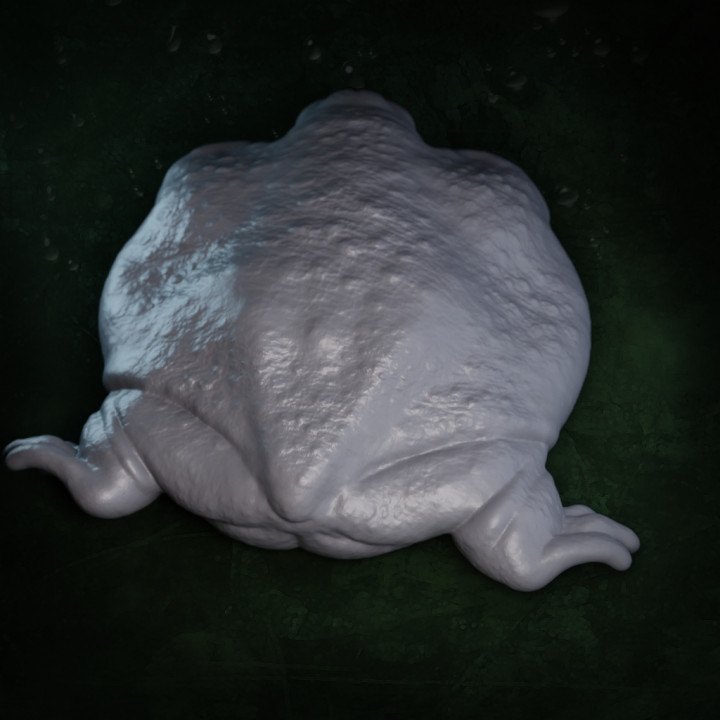 Turtle Frog Myobatrachus gouldii image