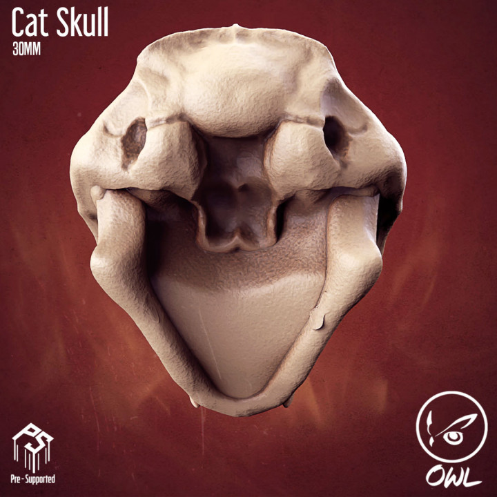 Cat Skull image