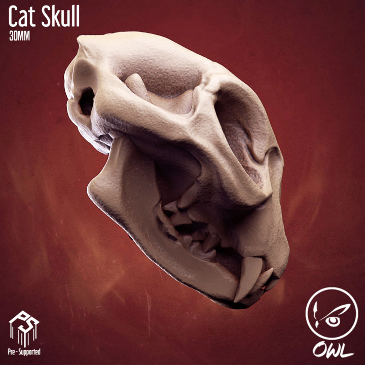 Cat Skull image