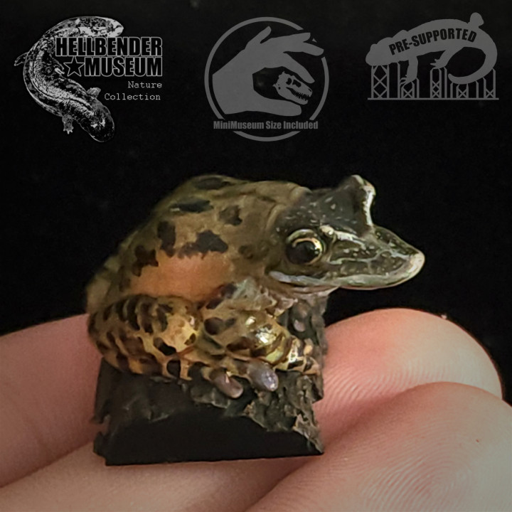 舞台FROGS 3D Printable Frogs, Volume 1: Multipack by Hellbender Museum
