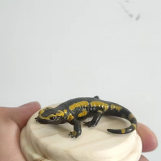 Picture of print of Fire Salamander Salamandra salamandra