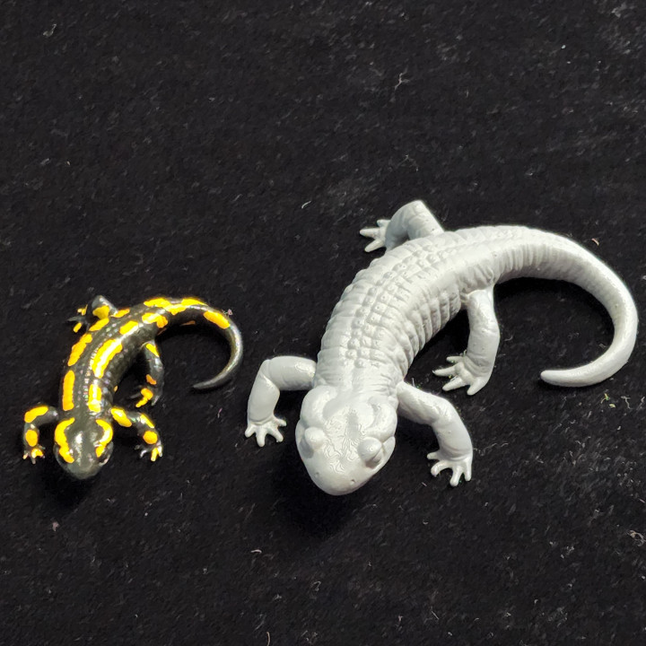 3D Printable Fire Salamander Salamandra salamandra by