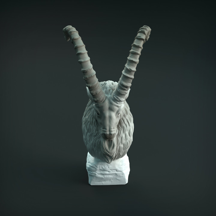 Siberian Ibex Bust image