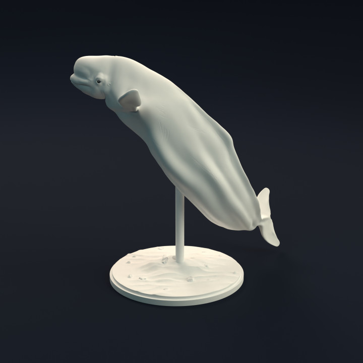 Beluga Whale image
