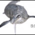 Mosasaurus swimming - marine reptile print image